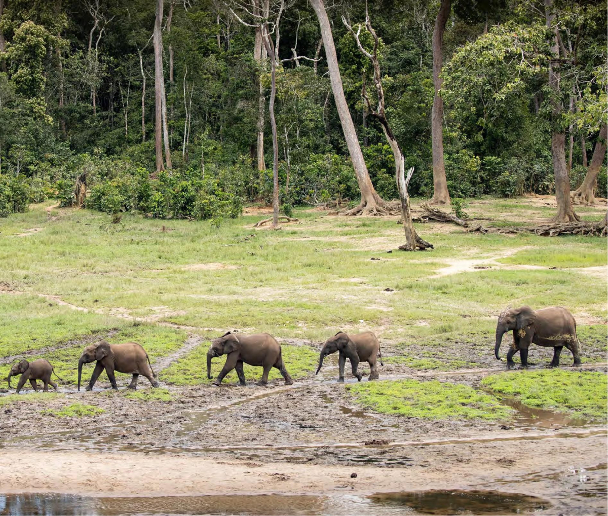 Dzanga– Sangha National Park (1)