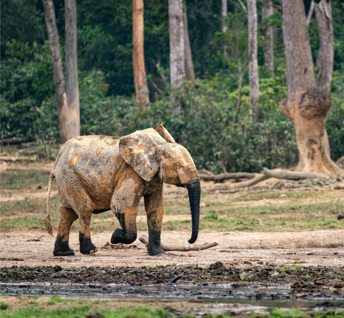 Dzanga– Sangha National Park img