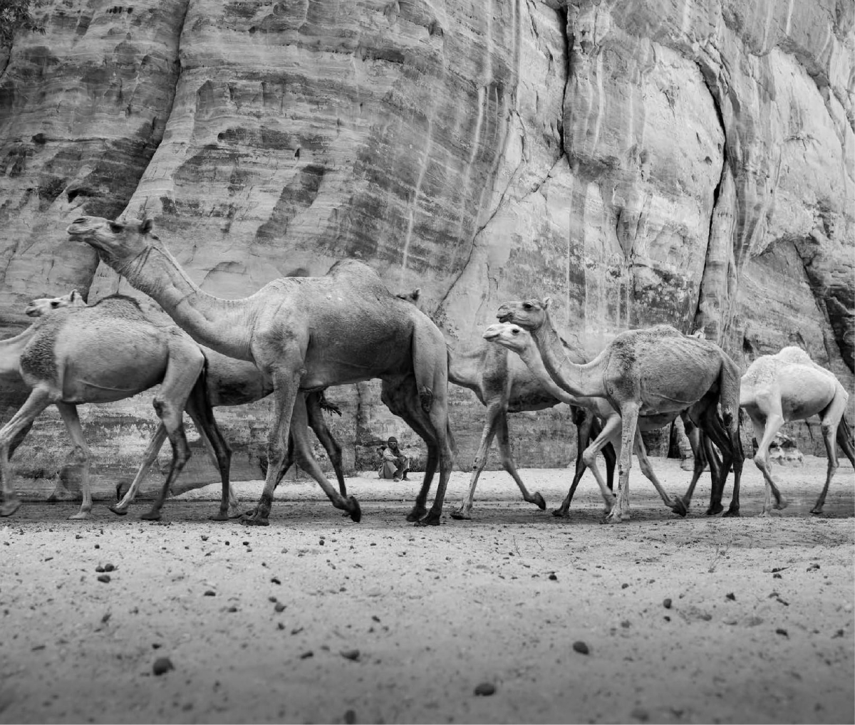 THE MEGA TRANSECT