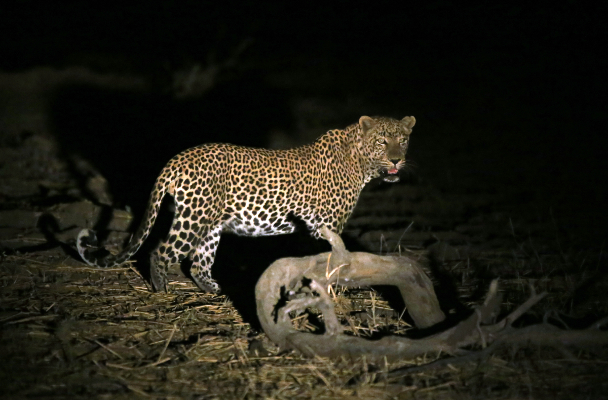ZAKOUMA NATIONAL PARK-img (1)