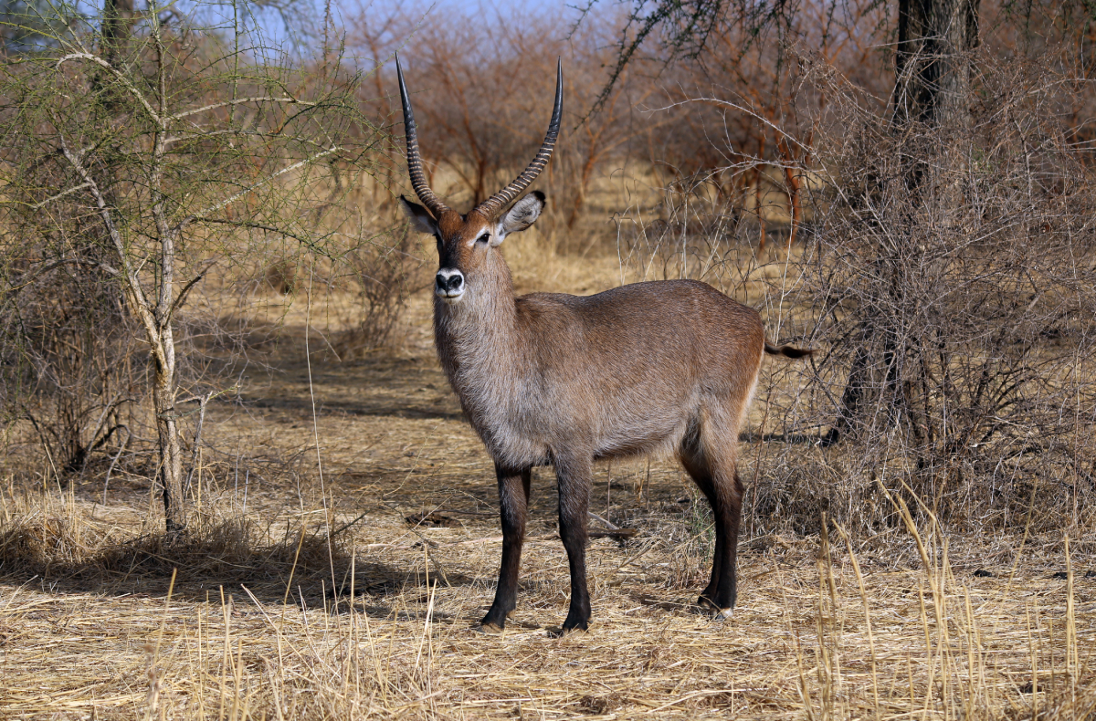 ZAKOUMA NATIONAL PARK-img (2)