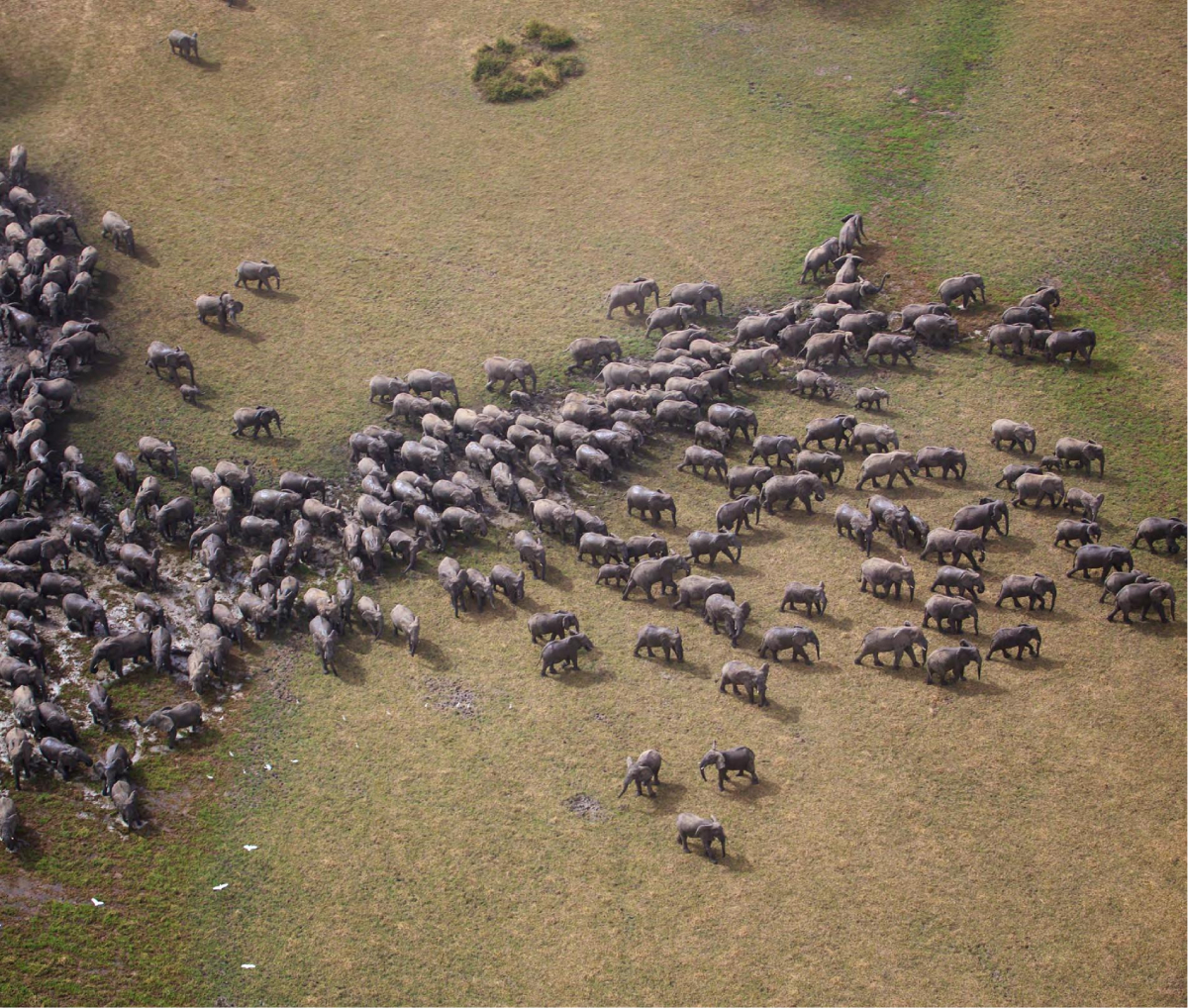 ZAKOUMA NATIONAL PARK