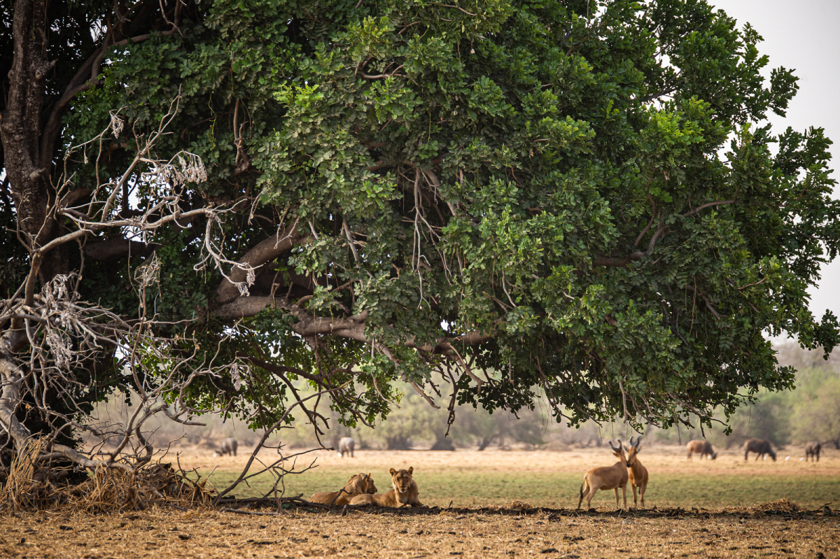 Zakouma National Park, Chad -® Kyle de Nobrega (33) - OK (2)