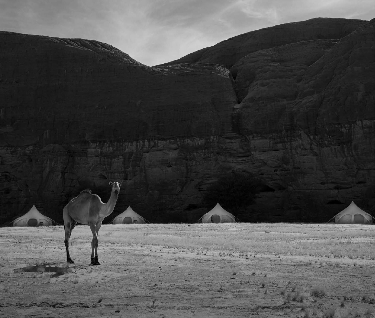 warda-camp