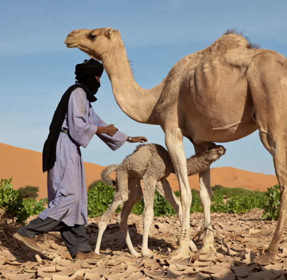 Esplorazione-dell-Adrar-Ahnet-01